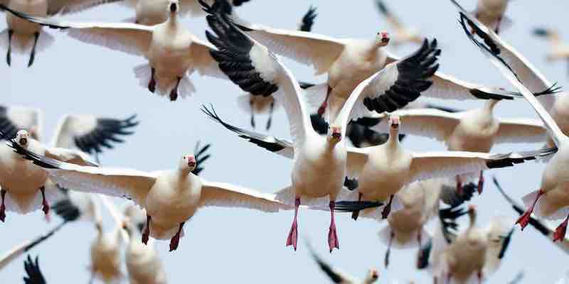 Clues to how birds migrate using Earth's magnetic field