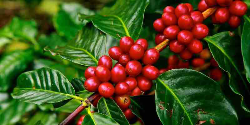 Starbucks Tackles Climate Change: Breeding Resilient Coffee Varieties for a Warming Planet